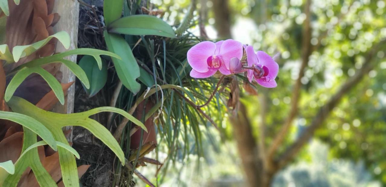 Recanto Luamar Pousada Sana Exterior foto